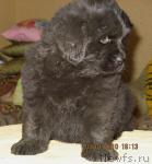 Превью фото № 36204