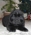 Превью фото № 36344