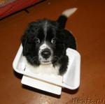 Превью фото № 36809