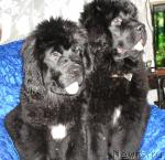 Превью фото № 36919