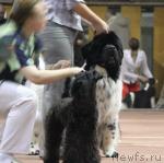 Превью фото № 37066