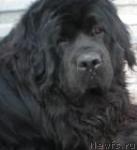 Превью фото № 37192