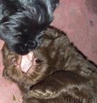 Превью фото № 37431