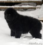 Превью фото № 37471