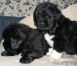 Превью фото № 37711