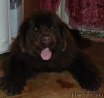 Превью фото № 37959