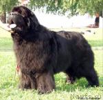 Превью фото № 380