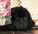 Превью фото № 38036