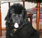 Превью фото № 38041