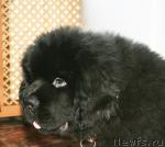 Превью фото № 38043