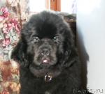 Превью фото № 38044