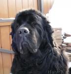 Превью фото № 38087