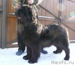 Превью фото № 38091