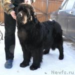 Превью фото № 38093