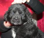 Превью фото № 38519