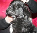 Превью фото № 38521