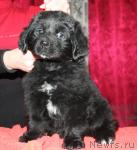 Превью фото № 38526