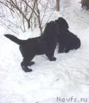 Превью фото № 38960