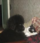 Превью фото № 38970