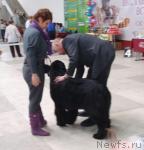 Превью фото № 39040