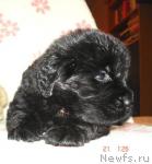 Превью фото № 3916