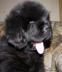 Превью фото № 39164