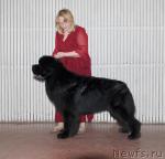 Превью фото № 39212