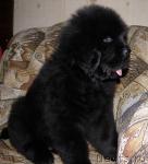 Превью фото № 39234