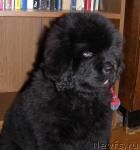 Превью фото № 39286