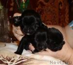 Превью фото № 39309