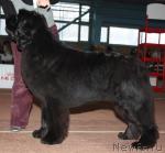 Превью фото № 39311