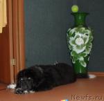 Превью фото № 39320