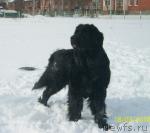 Превью фото № 39405