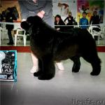 Превью фото № 39626