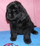 Превью фото № 39672