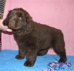 Превью фото № 39699