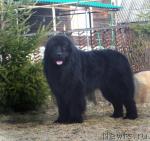 Превью фото № 39920