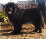 Превью фото № 39924