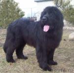 Превью фото № 39926