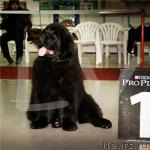 Превью фото № 40081