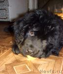 Превью фото № 40098