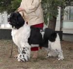 Превью фото № 40396