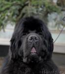 Превью фото № 40410