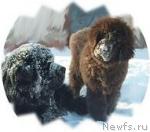 Превью фото № 40610