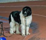 Превью фото № 40669