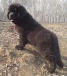 Превью фото № 40735