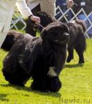 Превью фото № 40858