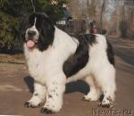 Превью фото № 40900