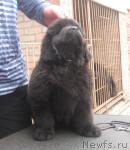 Превью фото № 40974