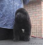 Превью фото № 40985